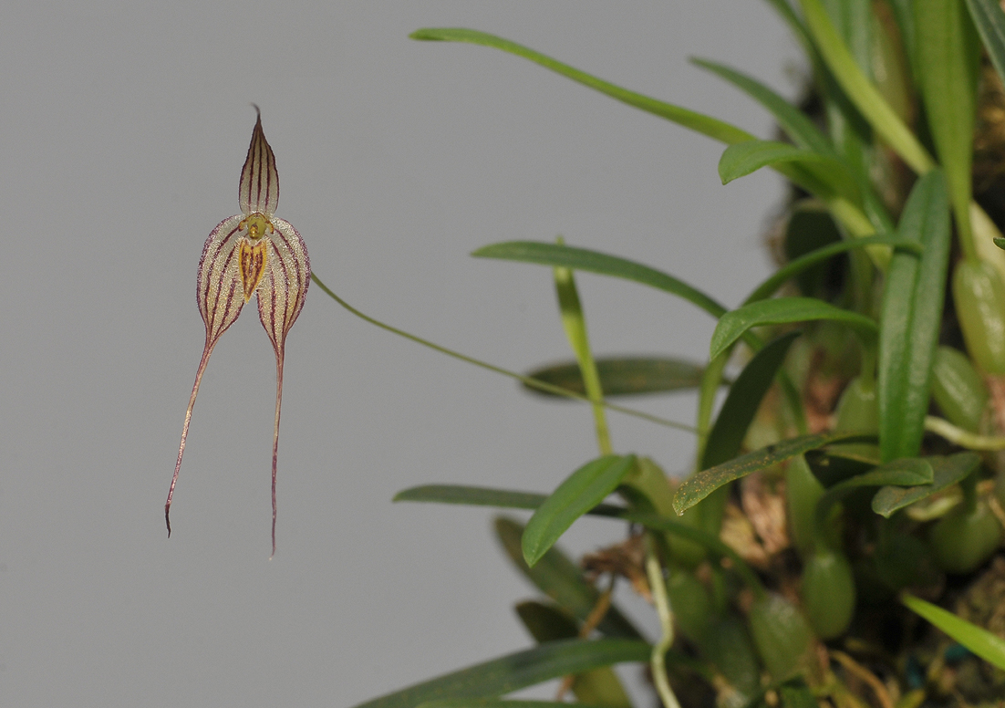 Bulbophyllum triaristella (B. intersitum).
