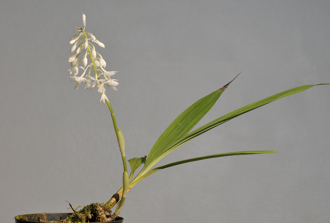 Calanthe angustifolia.