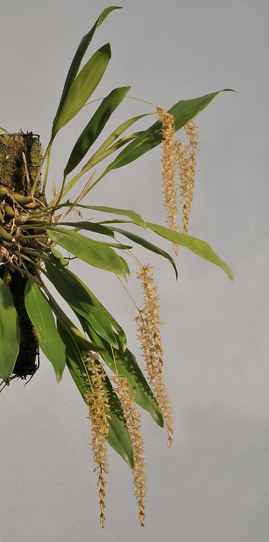 Dendrochilum convallariiforme var. minor.