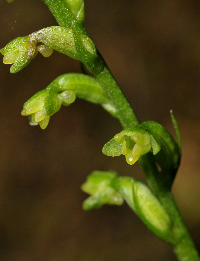 Benthamia sp. Close-up.