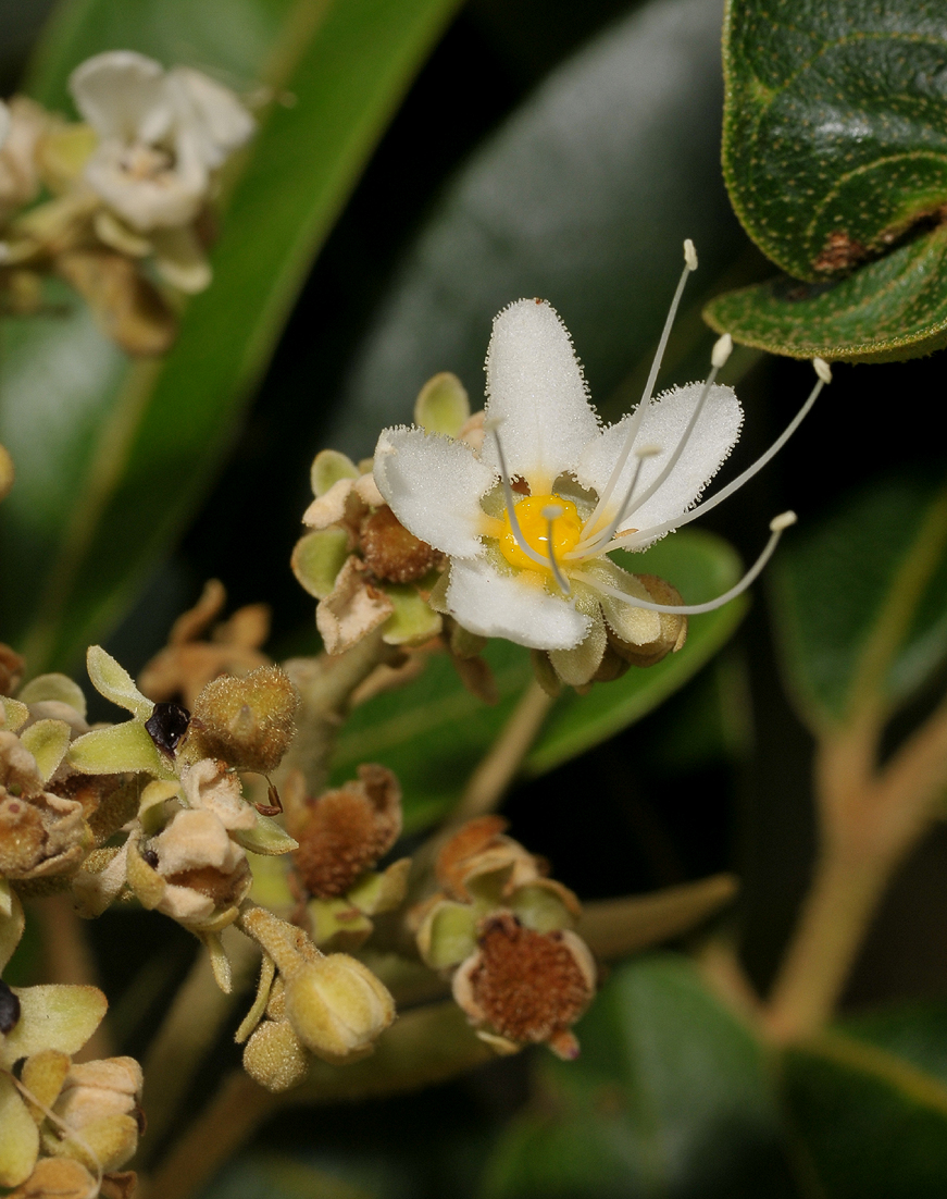 Cossinia pinnata. Close-up.