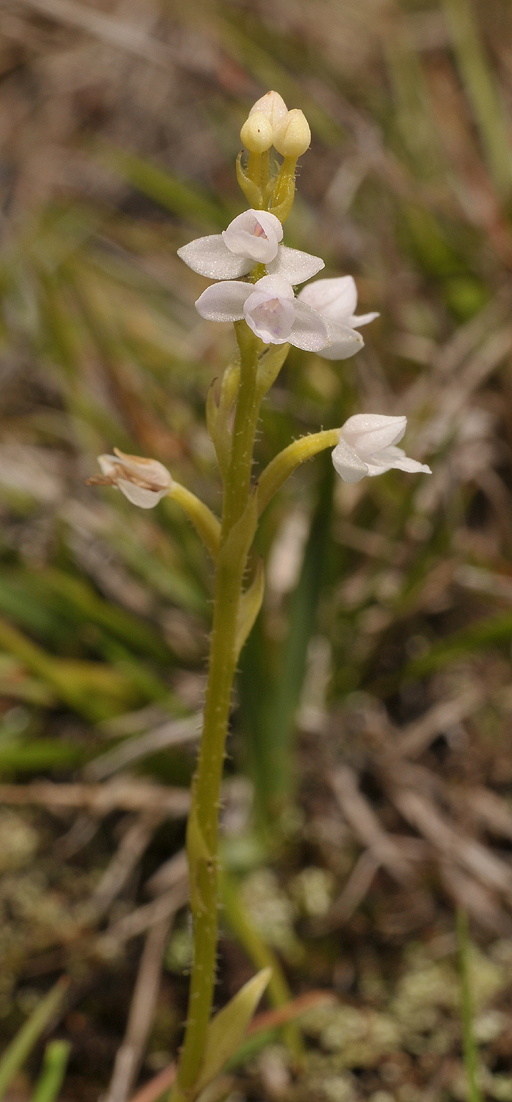 Cynorkis breviplectra. White. Closer.