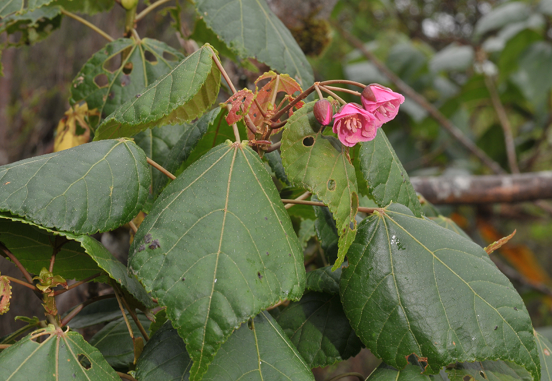 Dombeya elegans Cordem. var. elegans.