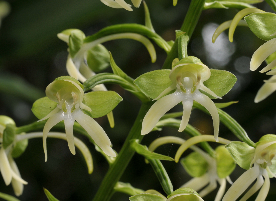 Habenaria sigillum. Closer.