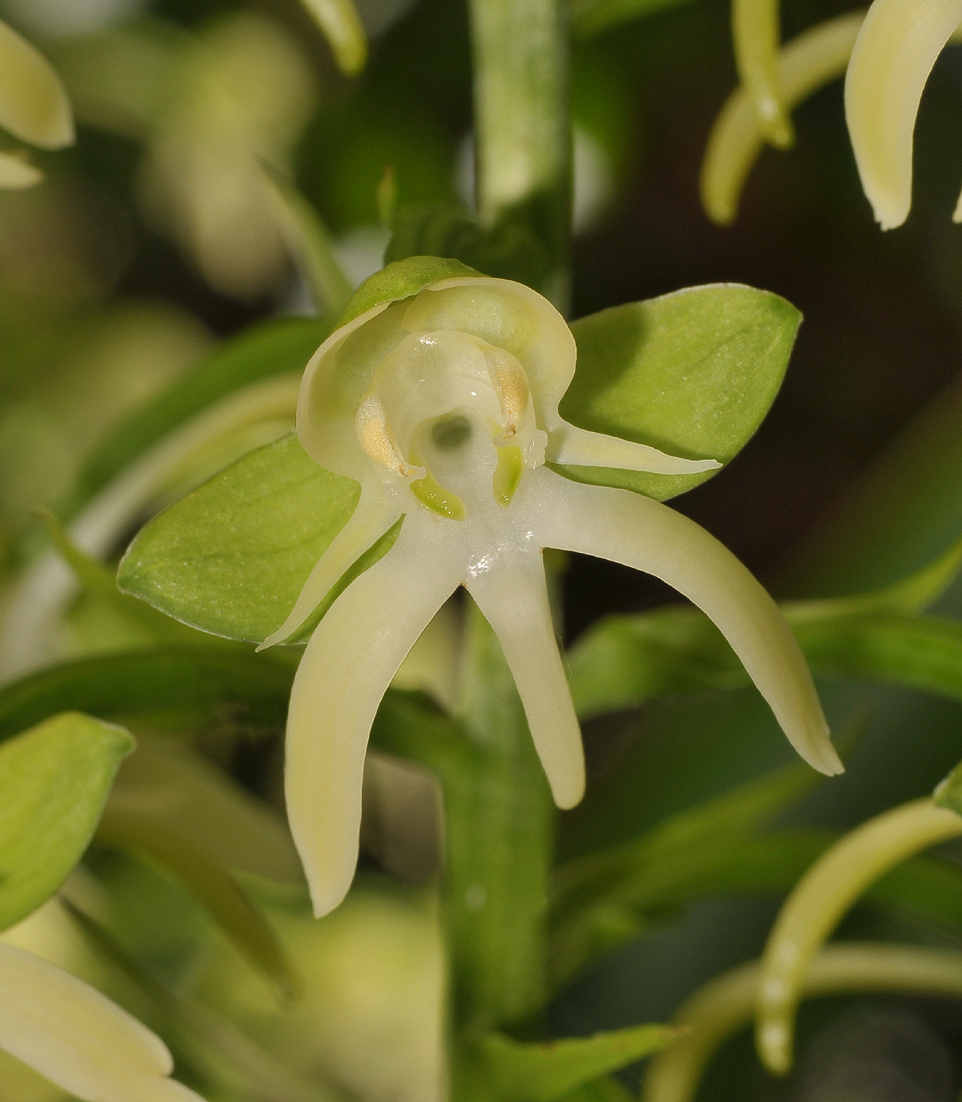 Habenaria sigillum. Close-up.