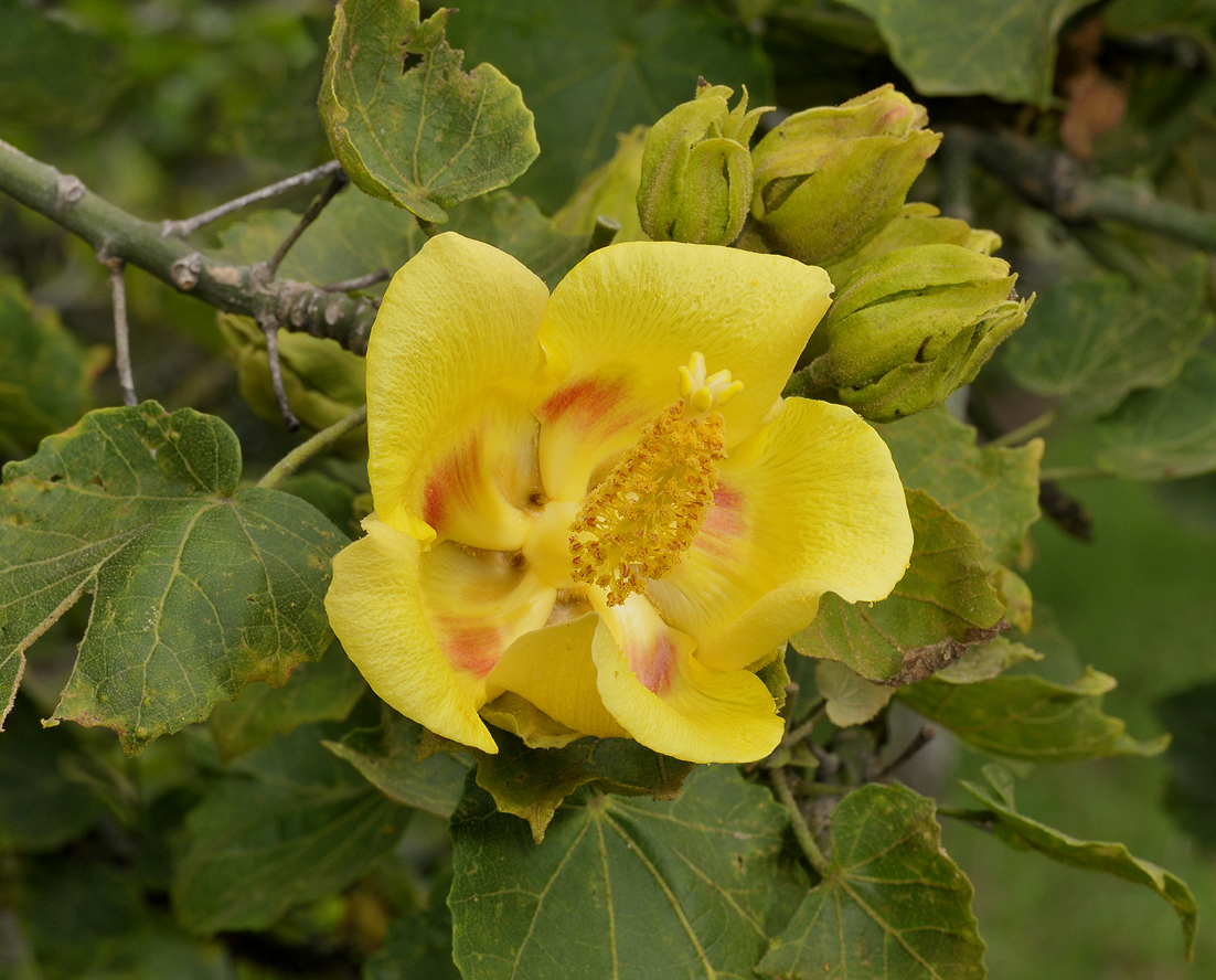 Hibiscus columnaris. Close-up.