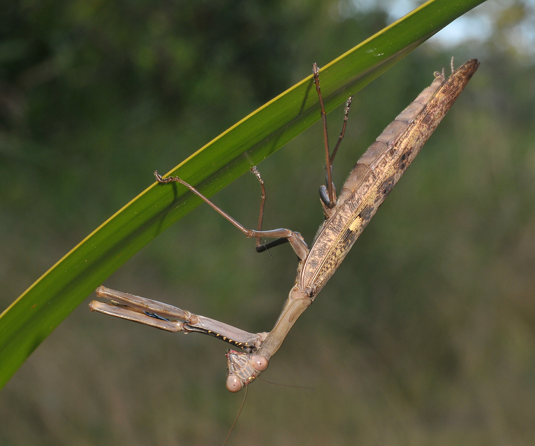 Mantis.