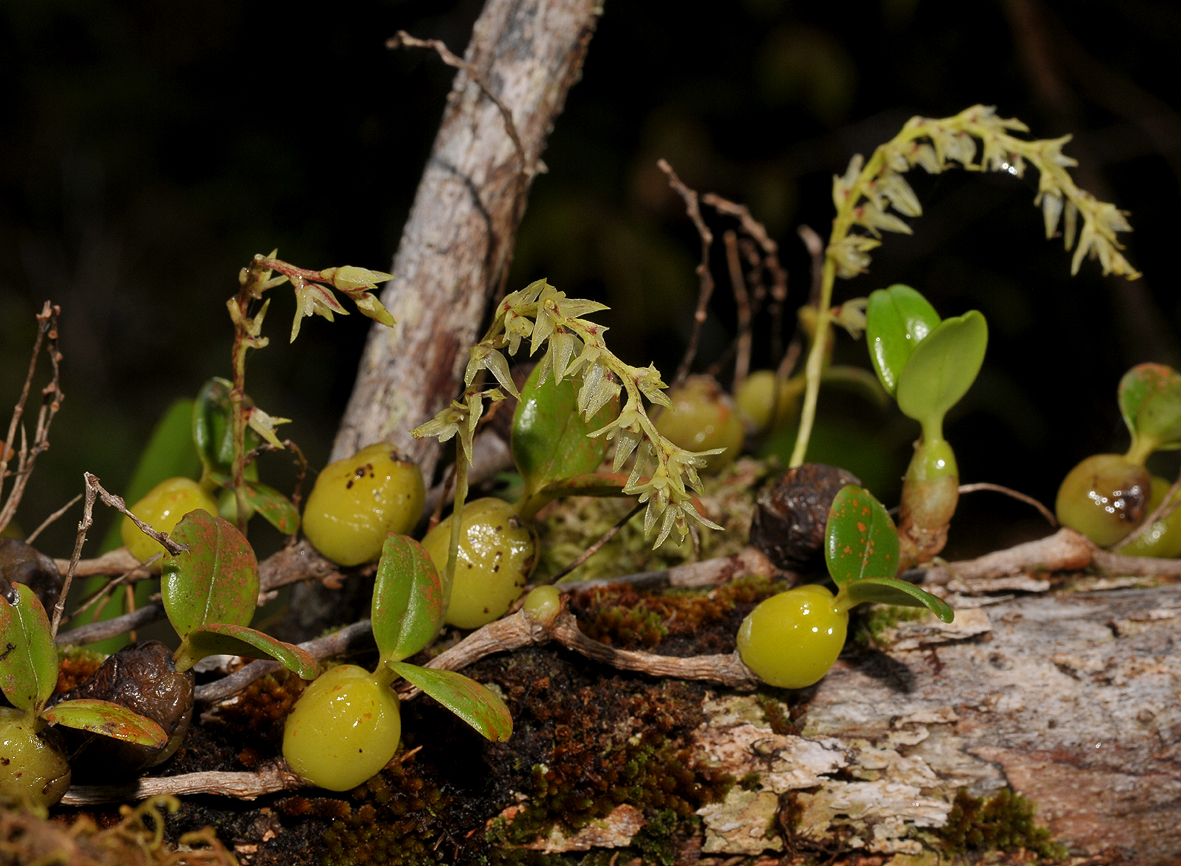 Bulbophyllum nutans