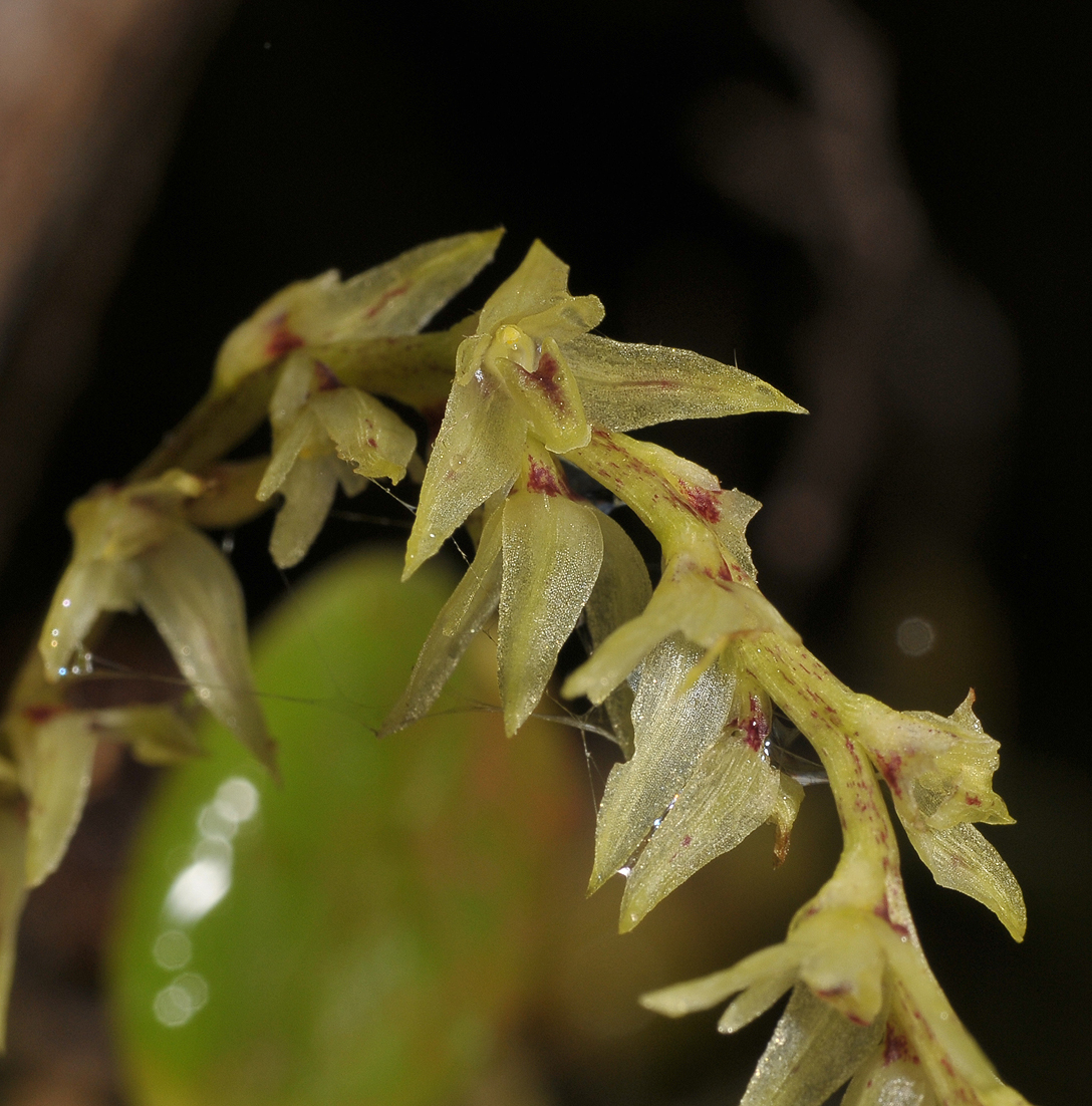 Bulbophyllum nutans. Close-up.
