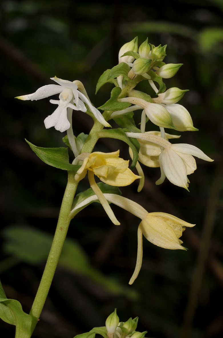 Calanthe candida. Closer.
