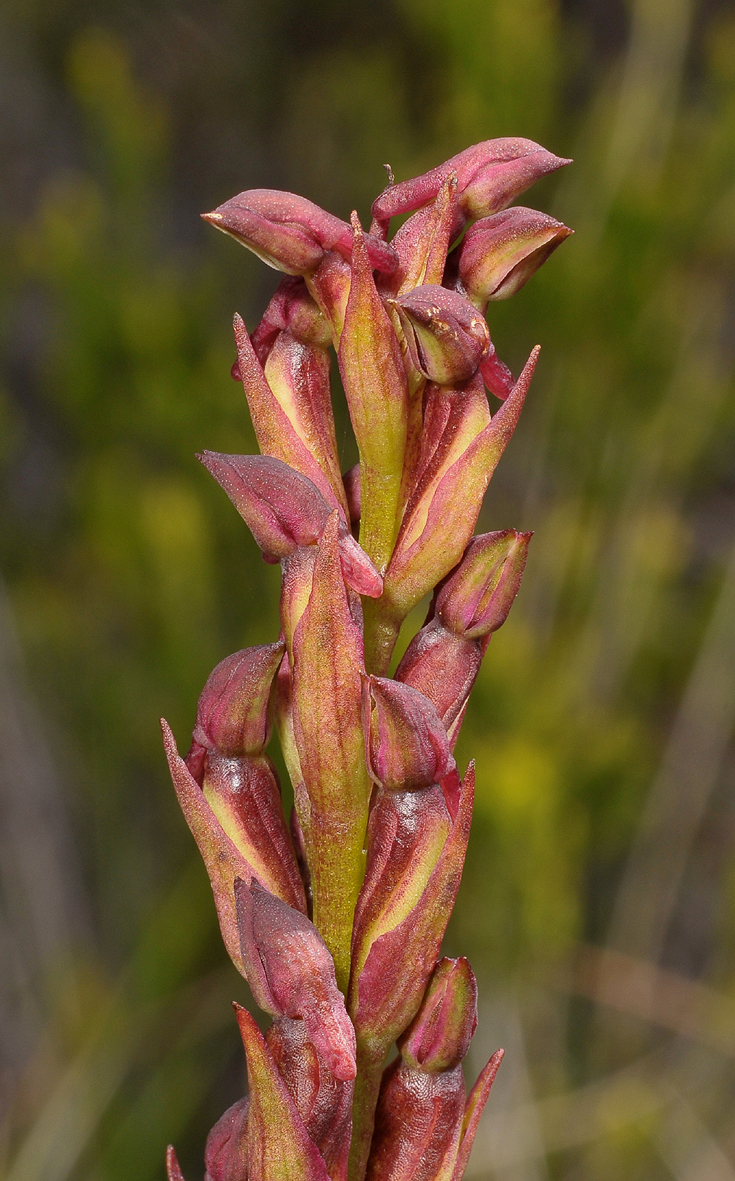 Disa borbonica. Close-up.