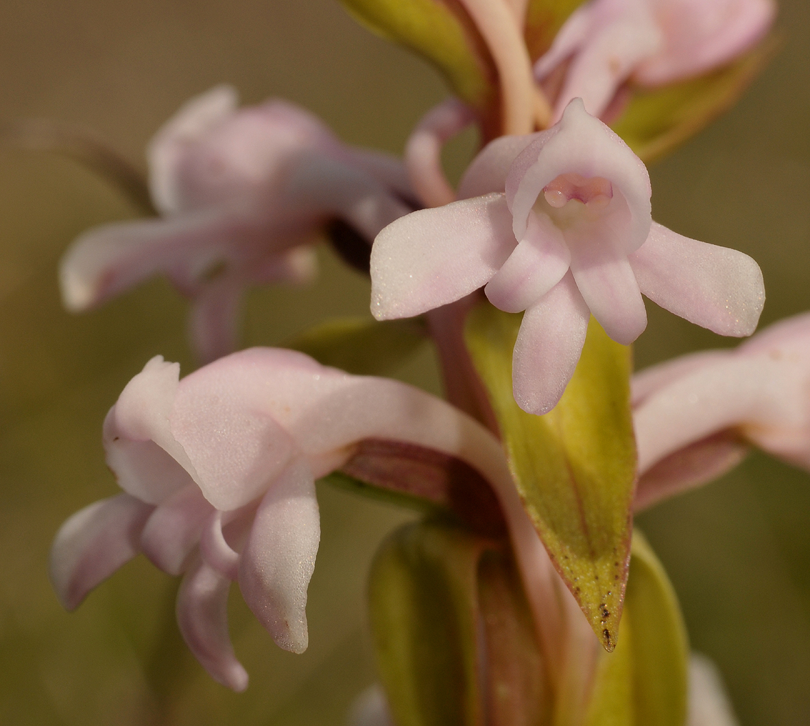 Satyrium amoenum. Close-up.