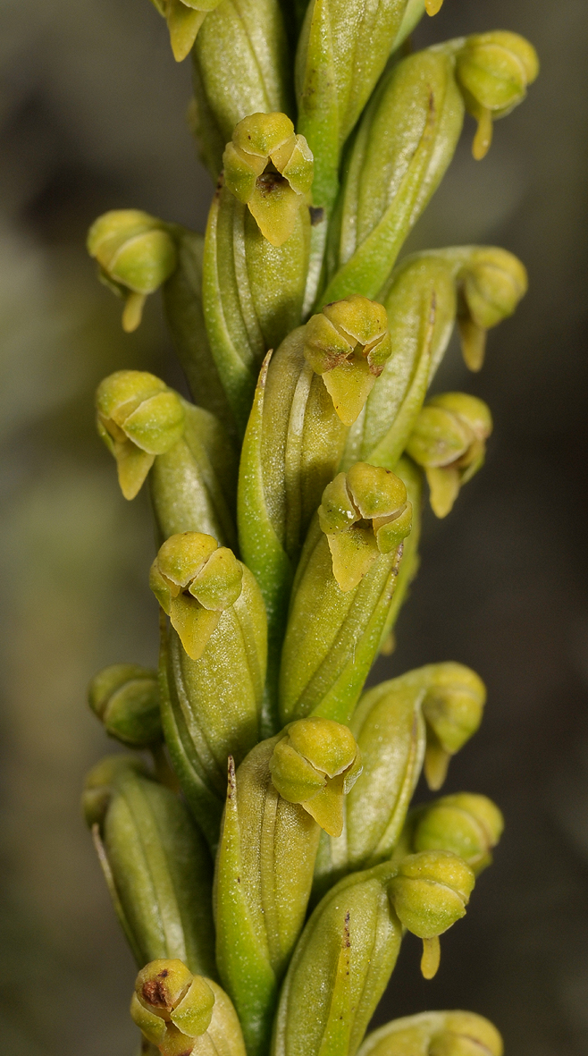Tylostigma perrieri. Close-up.