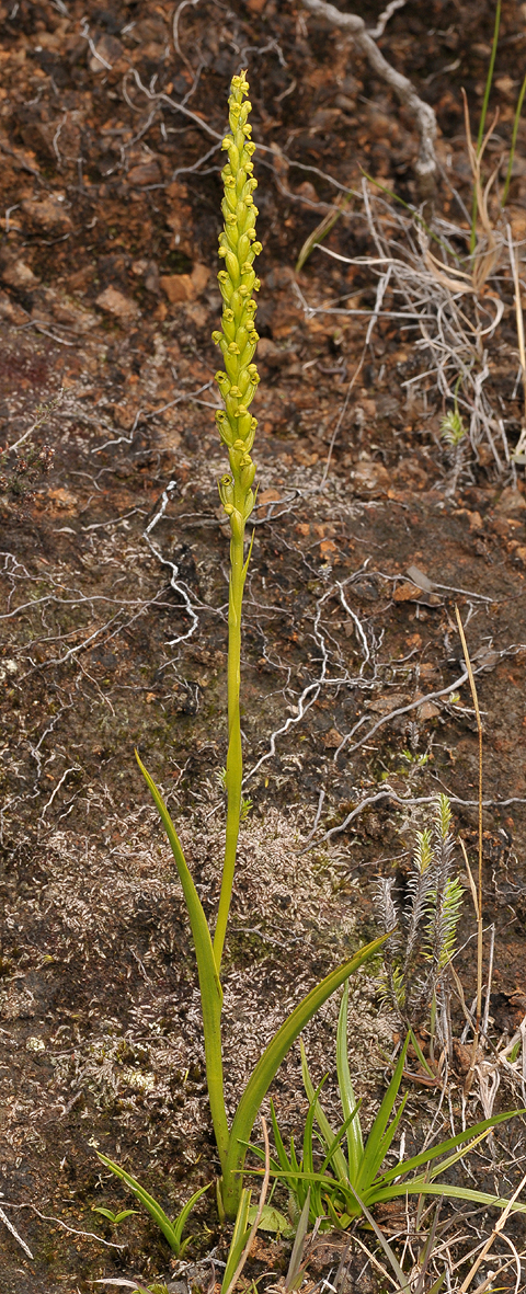 Tylostigma perrieri. Larger plant.