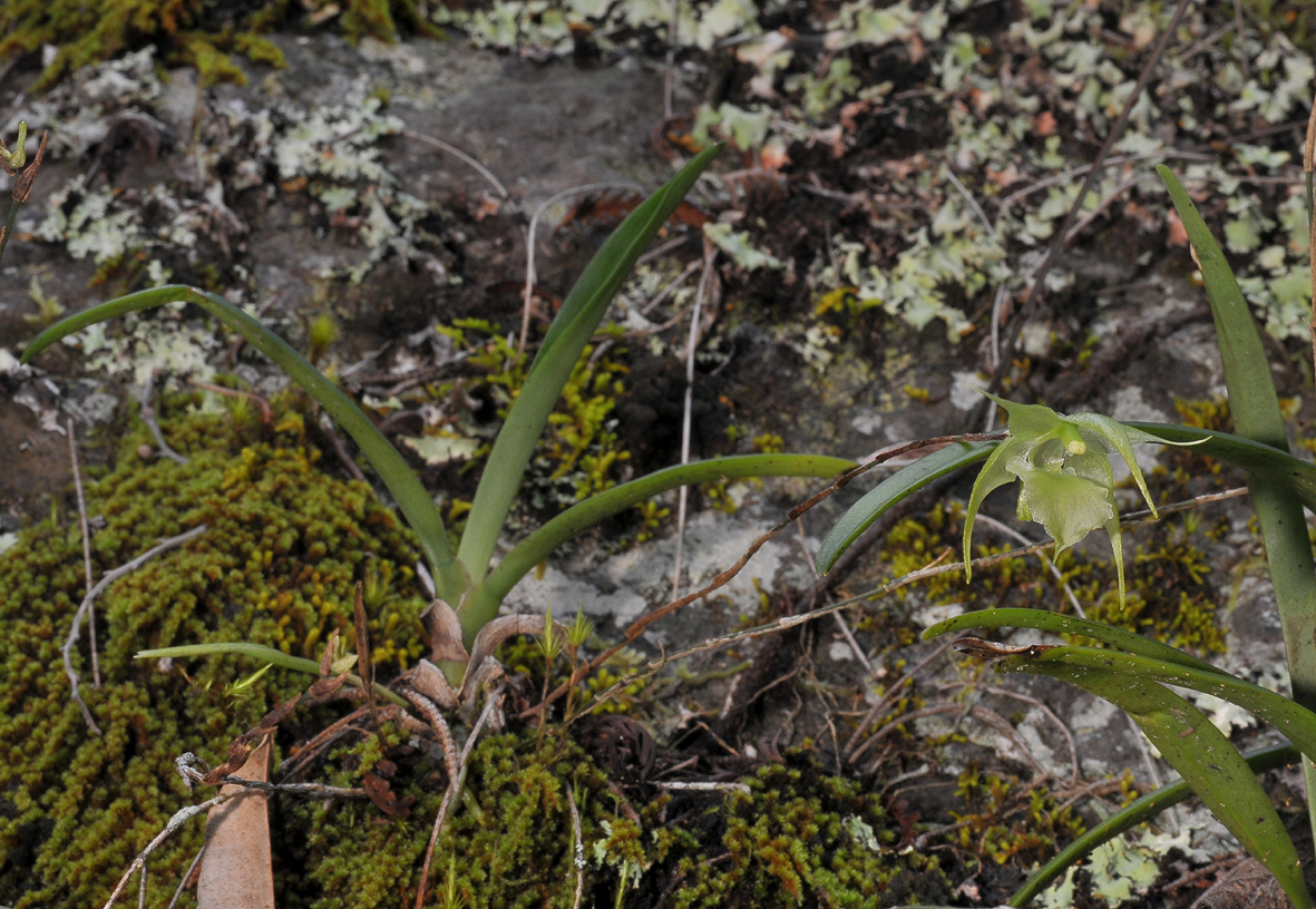 Aeranthes strangulata.