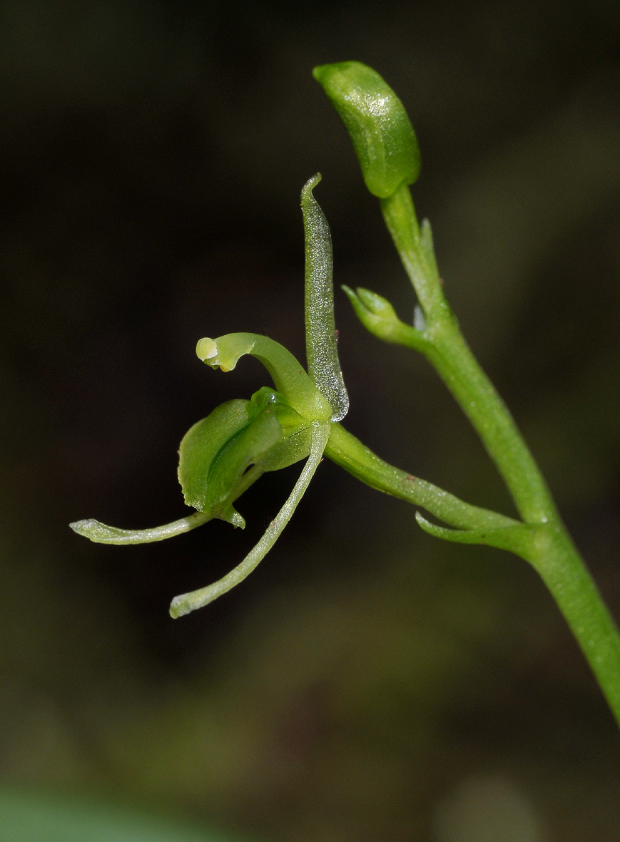 Liparis ambohimangana. Close-up. Side.