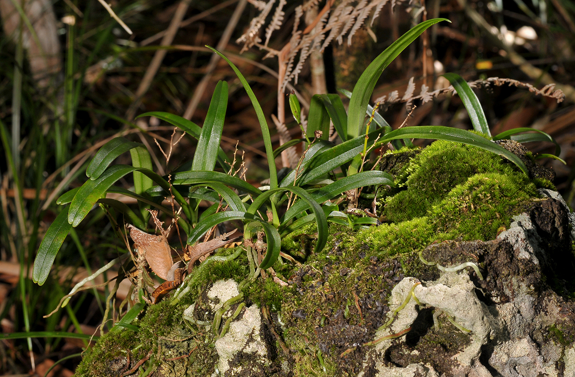 Angraecum patens.