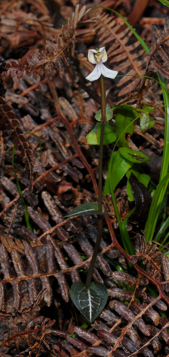 Disperis tripetaloides