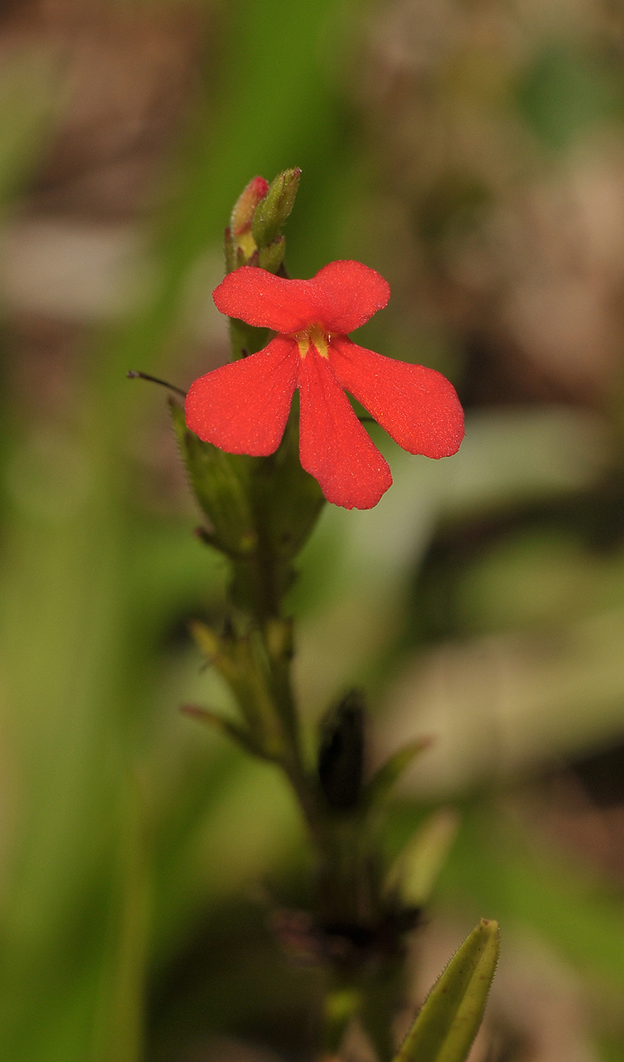 Striga asiatica. Close-up.