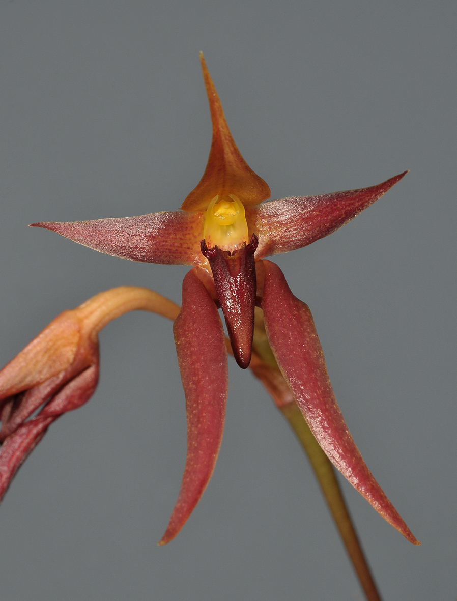 Bulbophyllum levanae. Close-up.