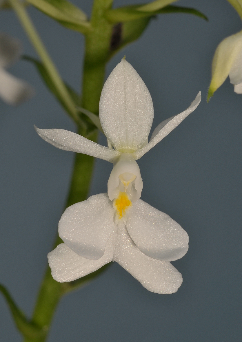 Calanthe coodei