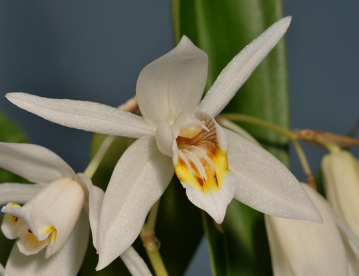 Coelogyne huettneriana. Close-up.