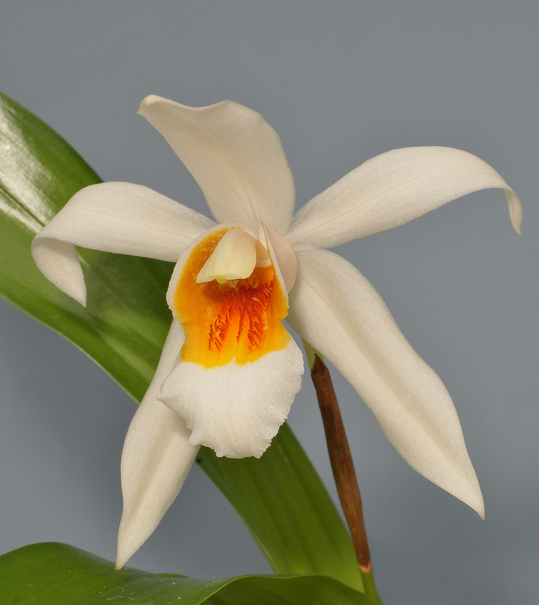 Coelogyne Memoria William Micholitz. Close-up.