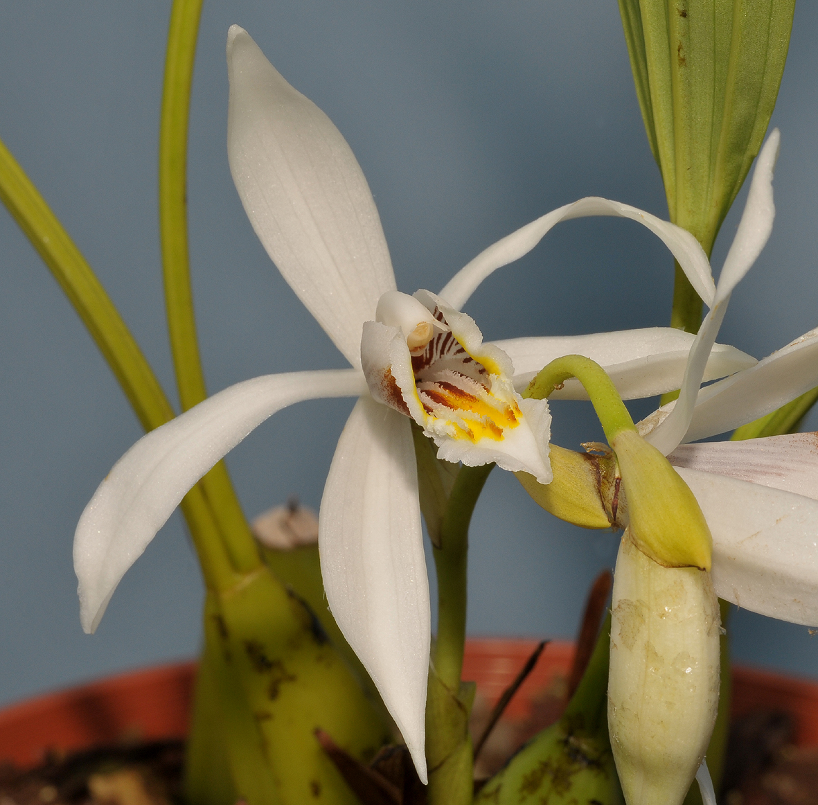 Coelogyne sanderiana. Close-up.