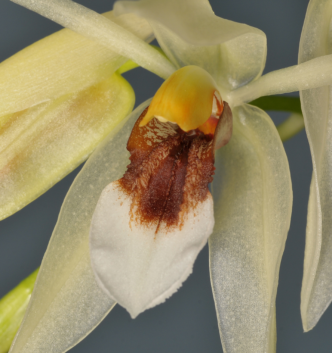 Coelogyne sp. aff. fragrans. Close-up.