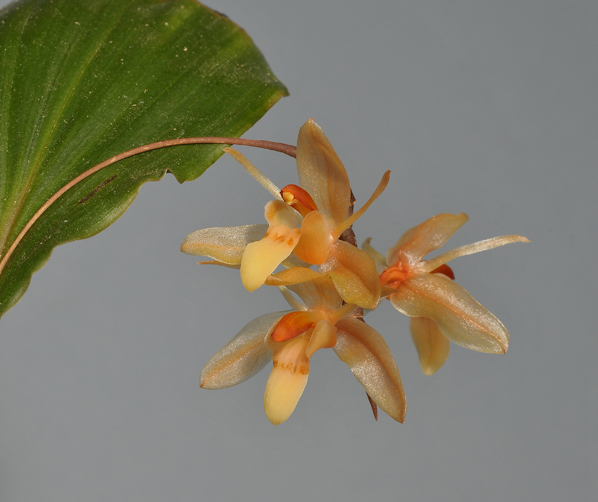 Coelogyne renae. Closer.