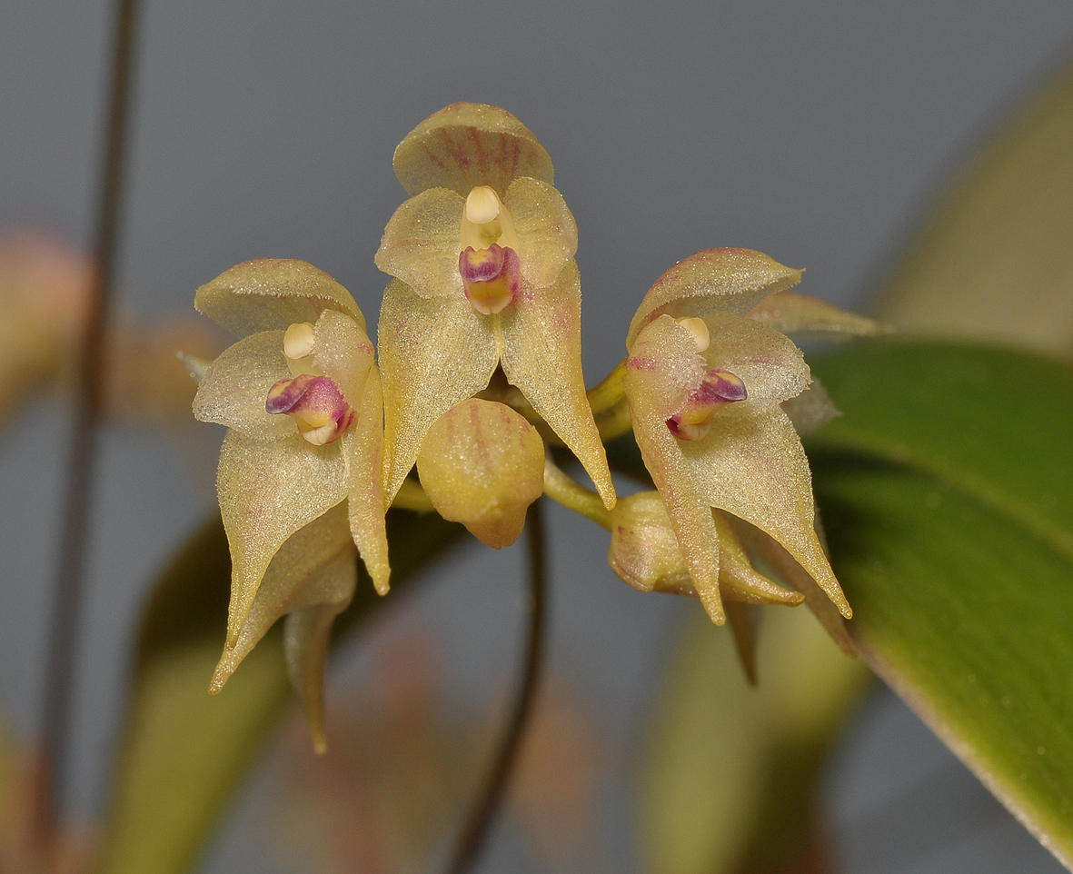Bulbophyllum insulsum. Close-up.