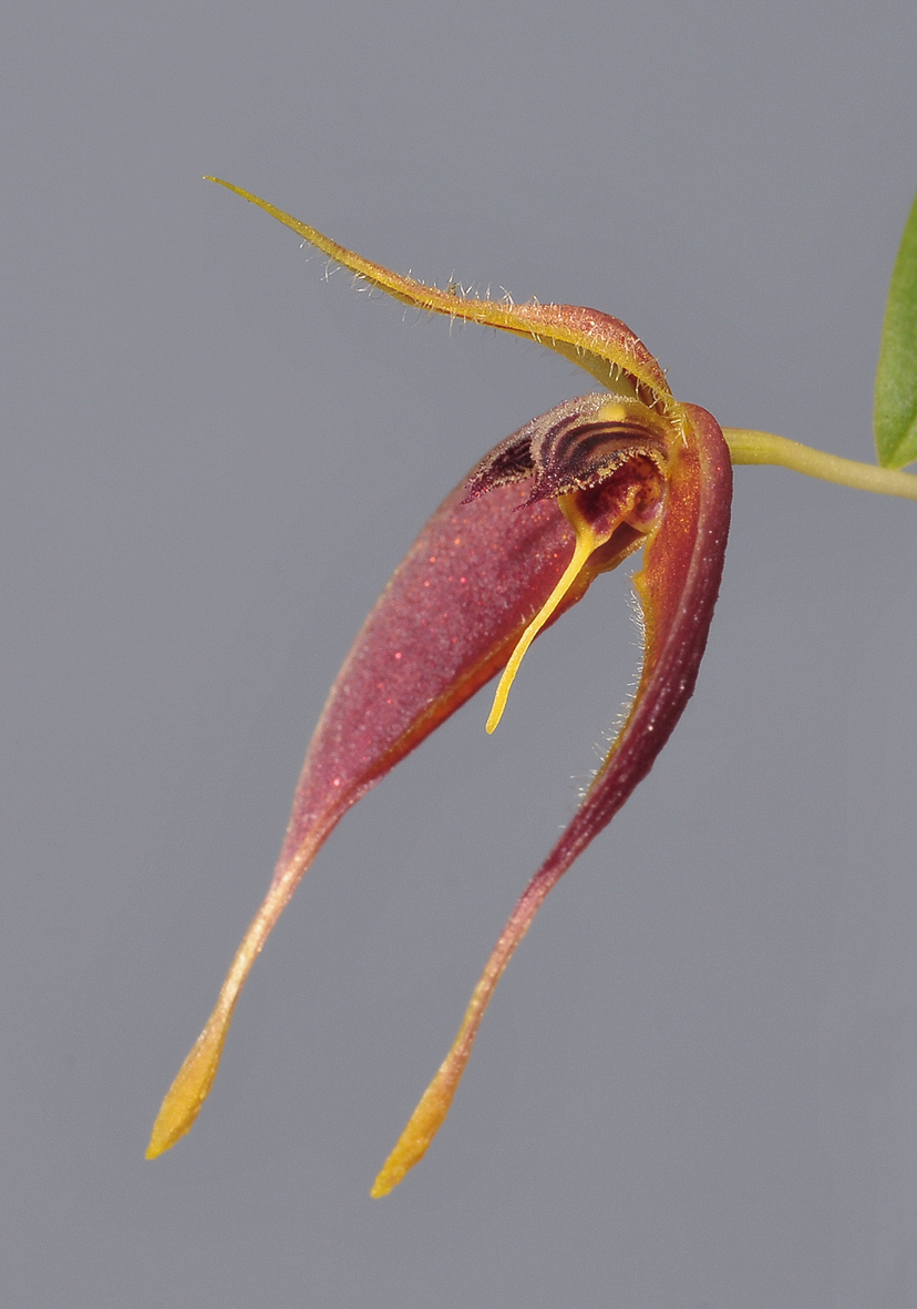 Bulbophyllum nasica. Close-up side.