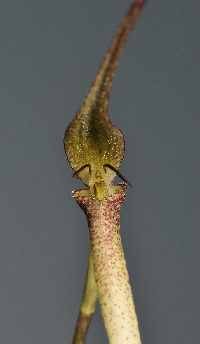 Bulbophyllum urosepalum. Close-up front.