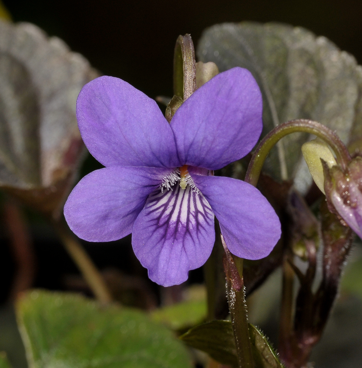 Viola labradorica. Close-up.
