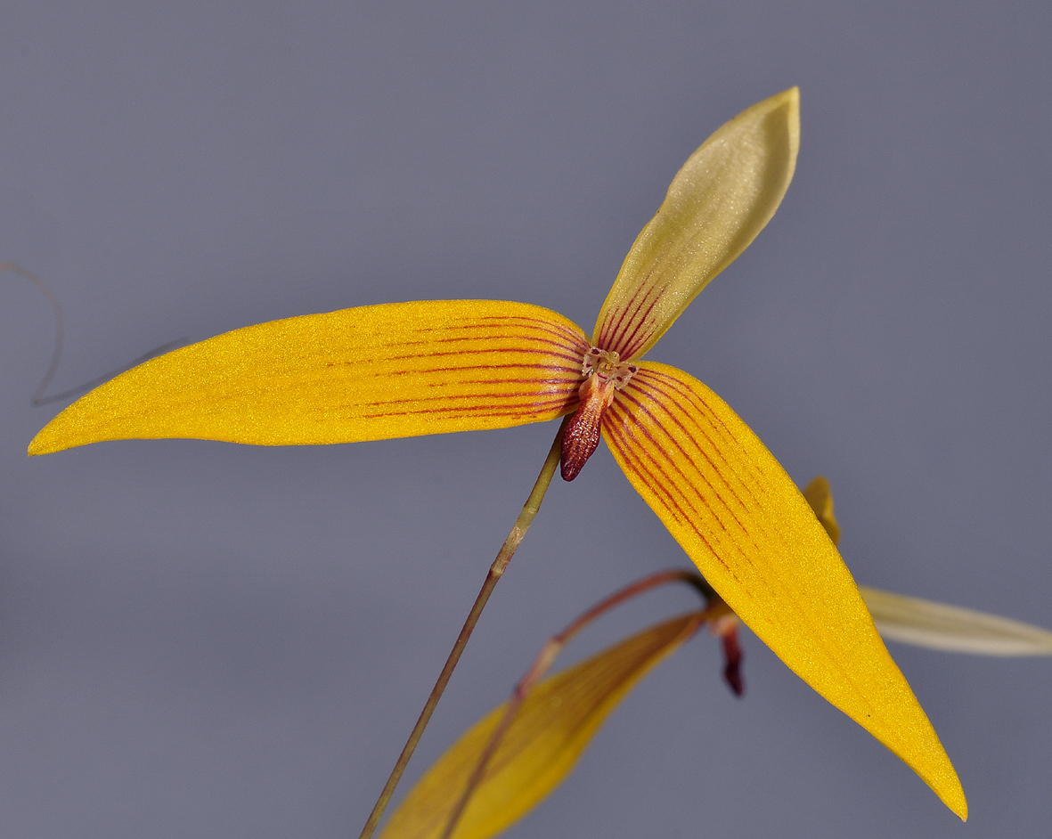 Bulbophyllum quadrangulare. Closer.