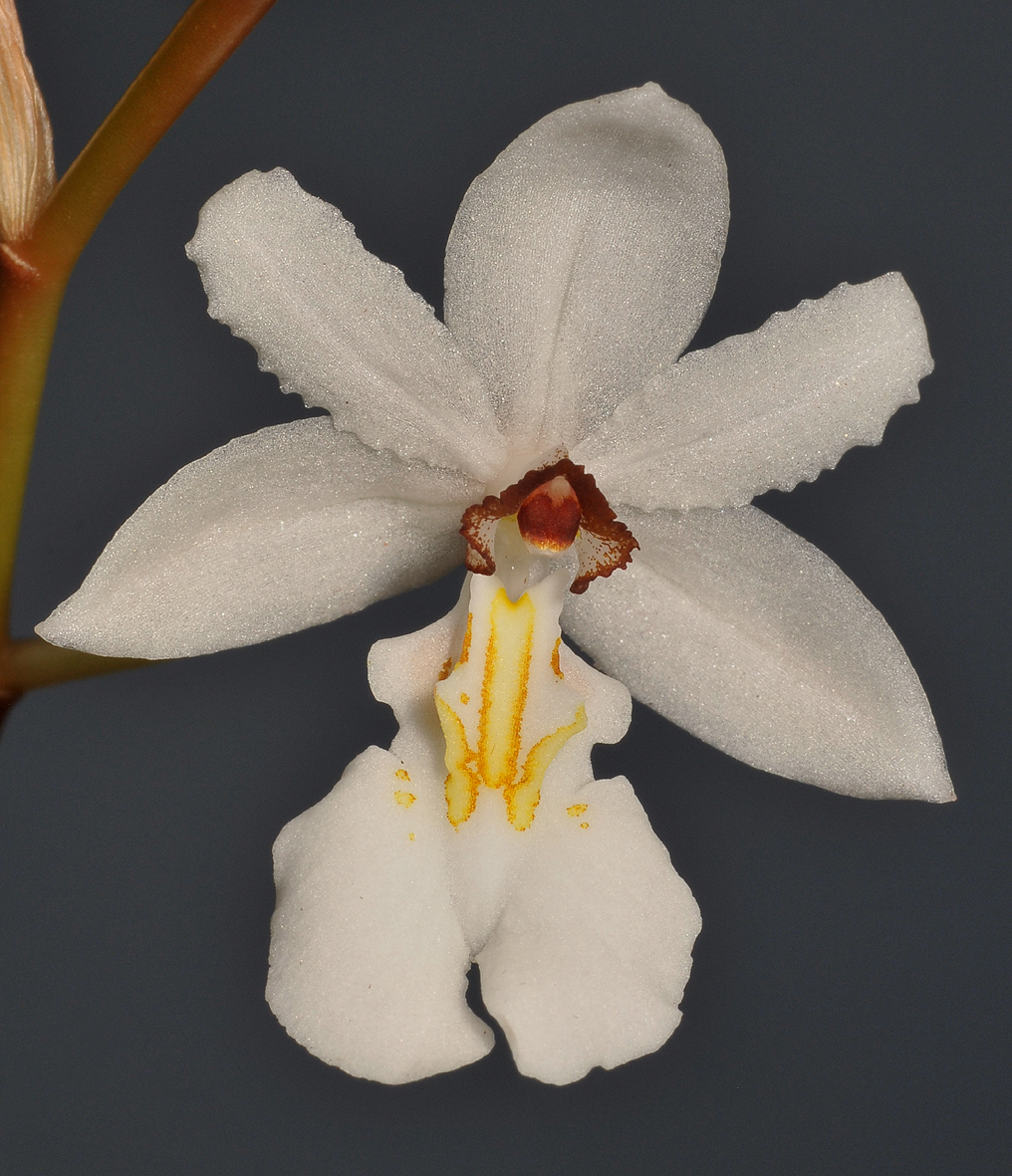 Chelonistele maximae-reginae. Close-up.