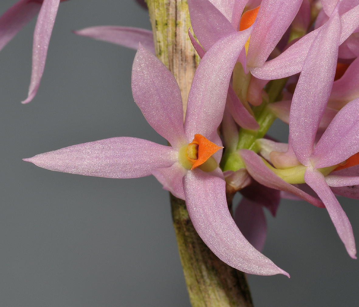 Dendrobium bracteosum. Pink form. Close-up.