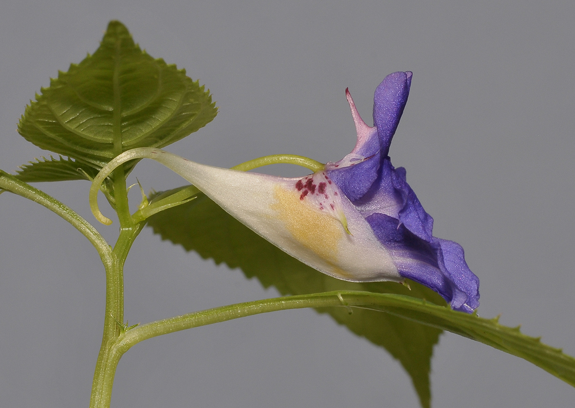 Impatiens namchabarwensis. Close-up side.