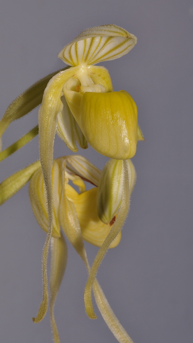 Paphiopedilum philippinense f. alboflavum. Close-up side.