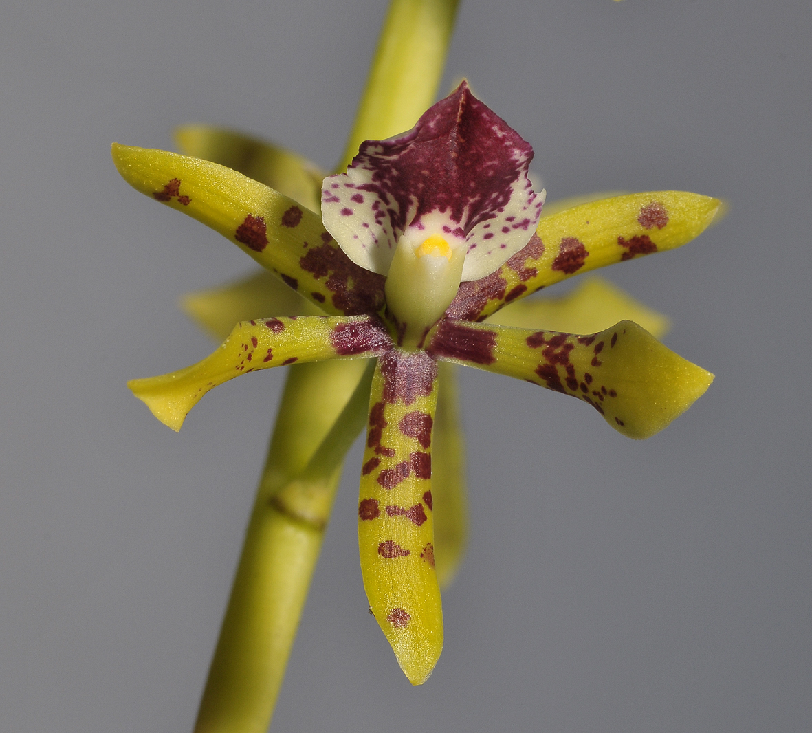 Prosthechea sceptra. Close-up.