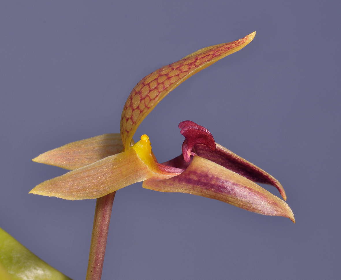 Bulbophyllum hyalosemoides. Close-upside.
