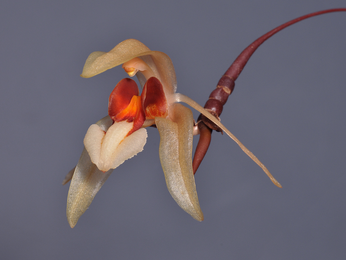 Coelogyne gibbifera. Close-up.