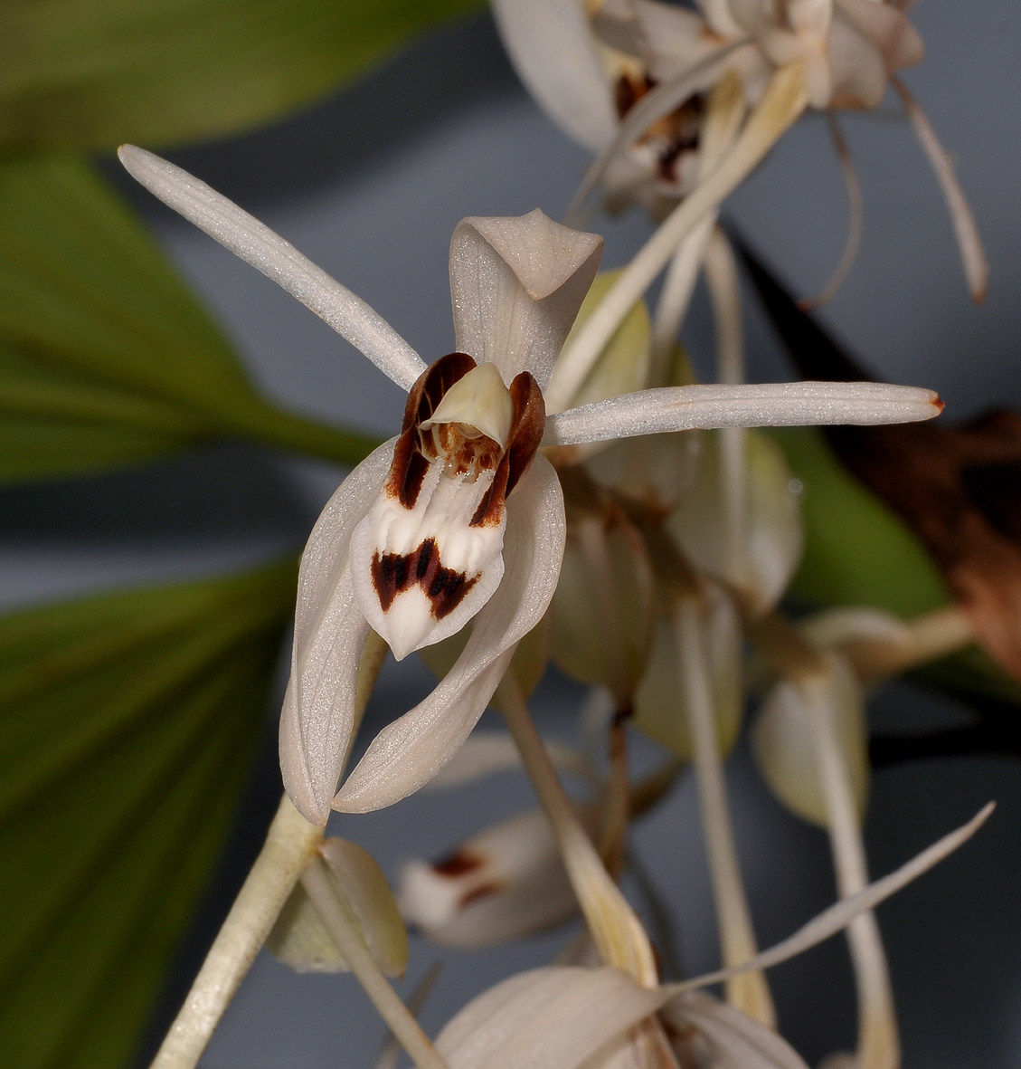 Coelogyne swaniana. Contrasting colour form. Close-up.