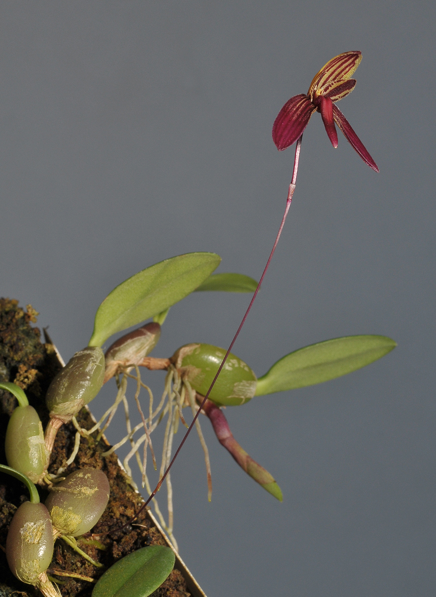 Bulbophyllum josii