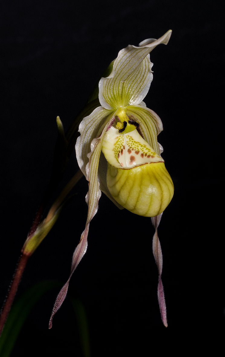 Phragmipedium pearcei