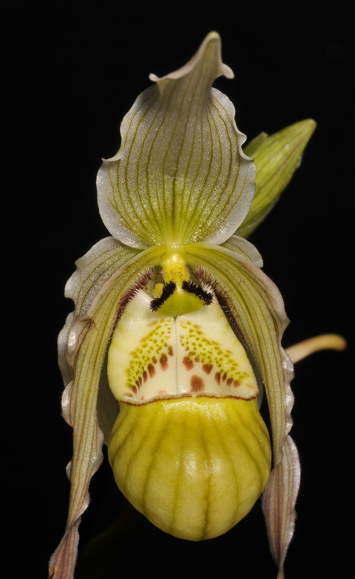 Phragmipedium pearcei. Close-up.