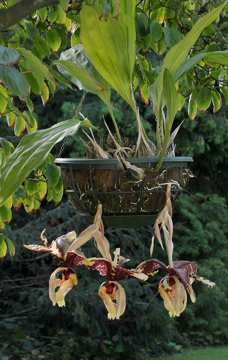 Stanhopea tigrina var. nigroviolacea
