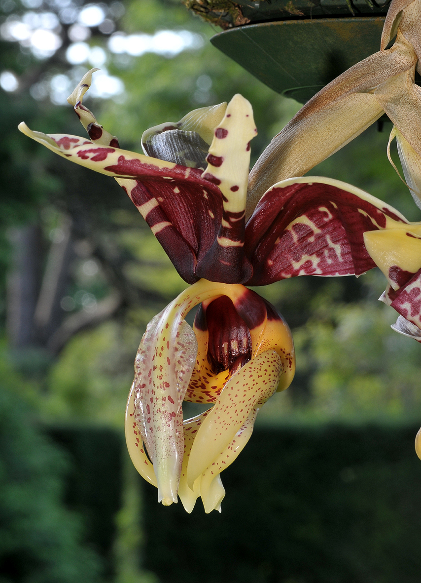 Stanhopea tigrina var. nigroviolacea. Close-up.