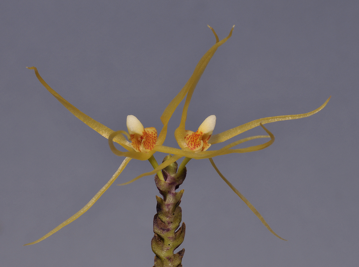 Thrixspermum centipeda