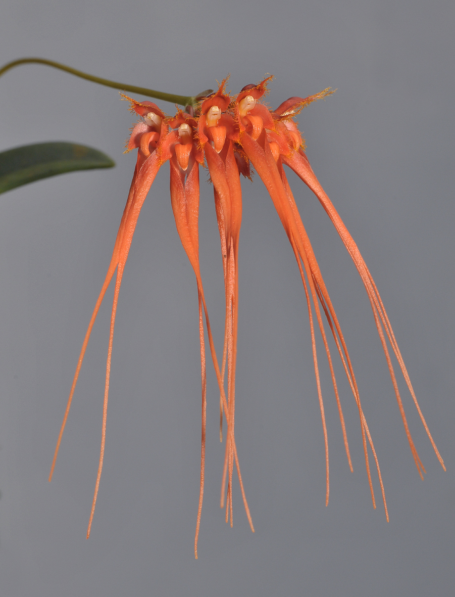 Bulbophyllum pecten-veneris. Orange.